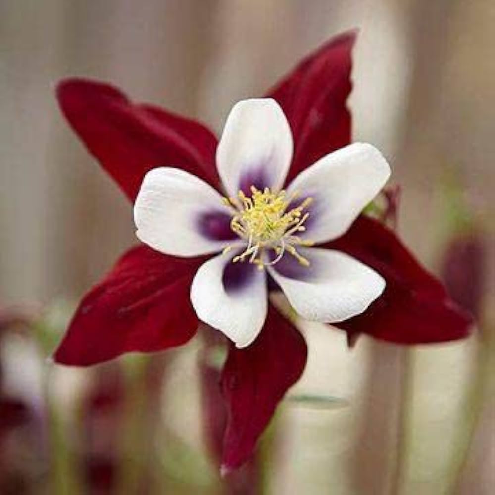Heirloom Red White Columbine Flower Seeds for Garden Planting – Elegant Perennial Blooms seeds for planting in home garden