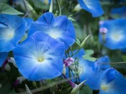 Giant Moon Flower Seeds for Garden Planting - NON GMO Seeds