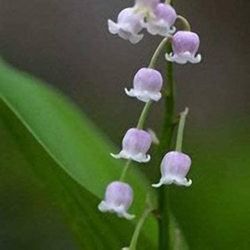 White Purple Bell Orchid Flower Seeds for Planting - NON GMO Seeds
