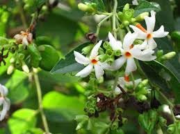 Jasmine flower seeds - NON GMO Seeds