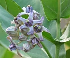 Gigantea Flower Seeds for Planting - 100 pcs