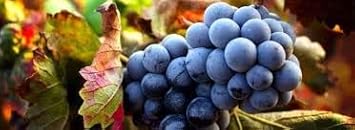 Winterberry Holly Seeds - Decorative Red Berries for Your Garden 100 Pcs pcs