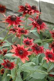 Black Eyed Susan Flower Seeds for Planting - NON GMO Seeds