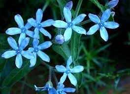 Rare Tweedia Flower Seeds for Planting - 100 pcs