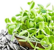 Sprout Plant Seeds for Planting - NON GMO Seeds