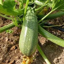 Courgette Vegetable Seeds for Planting - 100 Pcs pcs