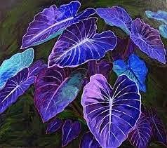Caladium Dark Blue Flower Seeds for Planting NON GMO Seeds