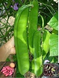 Canavalia Gladiata Vegetable Seeds for Planting - 100 Pcs pcs