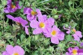 Zistrose Flower Seeds for Planting - 100 pcs