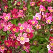 Saxifraga Moss Flower Seeds for Planting, NON GMO Seeds seeds for planting in home garden