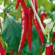 Pepper Chili Vegetable Seeds for Planting - 100 Pcs pcs
