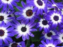 Heirloom Non-GMO Senetti Pericallis Flower Seeds for Planting – Vibrant Early Spring Blooms for Colorful Gardens - Non-GMO for planting in home garden