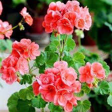 Pale Pink Pelargonium Hortorum Flower Seeds for Planting - NON GMO Seeds