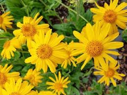 Fresh Arnica Flower Seeds for Planting - 100 pcs
