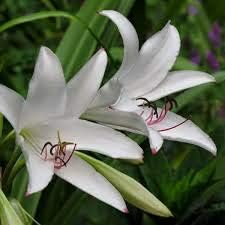 White Crinum Flower Seeds for Planting – Fragrant Lily-Like Blooms, Hardy Perennial Garden Seeds