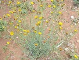 Heirloom Non-GMO Thelesperma Flower Seeds for Planting – Drought-Resistant Wildflower Blooms