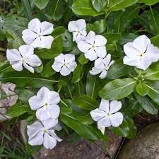 Castor flower seeds - NON GMO Seeds