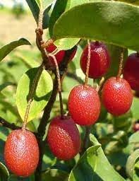 Goumi Fruit Seeds - Hardy and Resilient Fruit for Your Garden NON GMO Seeds
