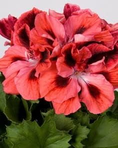 Red & Orange Geranium Heirloom Non-GMO Seeds for Planting