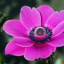 Anemone Flower Seeds for Planting - 100 pcs
