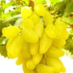 Fresh Grape Fruit Seeds for Planting- Yellow Color Variety, Ideal for Home Garden, GMO Free
