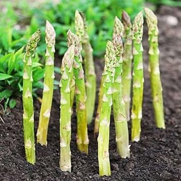 Asparagus Seeds for Home Garden, 100 Pcs pcs