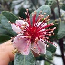 Feijoa Sellowiana Flower Seeds for Planting - 100 pcs for planting in your garden.