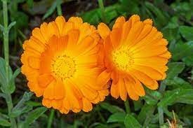 Calendula Officinalis Flower Seeds, Heirloom, Non-GMO Seeds for Planting