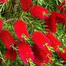 BottleBrush Flower Seeds for Planting, Heirloom, Non-GMO, 100 pcs for planting in home garden