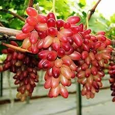 Wild Fox Grape Vitis labrusca seeds for planting in home garden