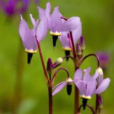 Purple Dodecatheon Flower Seeds for Planting, NON GMO Seeds seeds for planting in home garden