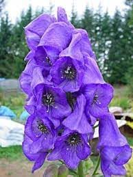 Eisenhut Flower Seeds for Planting, Unique Blooms, 100 pcs