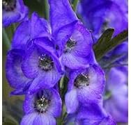 Aconite Flower Seeds for Planting - 100 pcs