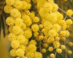 Mimosa Flower Seeds for Garden - NON GMO Seeds