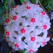 Hoya Flower Seeds Heirloom Non GMO Planting - 100 pcs