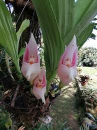 Orchid Flower Seeds for Planting 100 pcs -Hierloom Flower Seeds