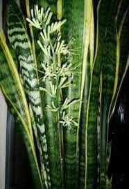 Organic Sansevieria Plant Seeds for Planting – Heirloom, Non-GMO
