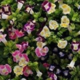 Mix Fournieri Flower Seeds for Planting - 100 pcs