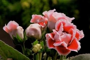 Gloxinia Flower Seeds White Orange for Planting - NON GMO Seeds