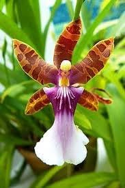 Orchid Flower Seeds for Planting ,Heirloom Seeds -100 pcs