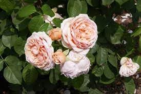 Juliet Flower Seeds for Planting - NON GMO Seeds