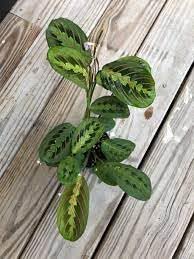 Maranta Leuconeura Plant Seeds - 100 pcs