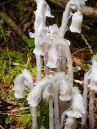 Monotropa Uniflora Indian Pipe Flower Seeds for Planting â€“ Unique, Non-GMO, Heirloom Seeds