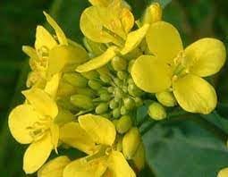 Wikipedia Flower Seeds for Planting - 100 pcs