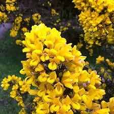 Gorse (Ulex Europaeus) Planting Seeds - Non-GMO, Heirloom Flower