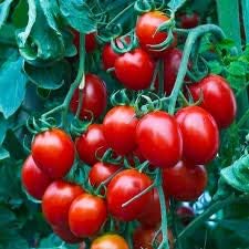 Tomato Vegetable Seeds for Planting – Rich Red Variety 100 Pcs pcs