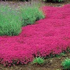 Thymus Serpyllum Flower Seeds for Planting, Heirloom, Non-GMO, 100 pcs for planting in home garden