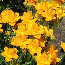 Trollius Flower Seeds for Planting - NON GMO Seeds