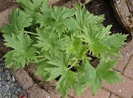 Coral Bells Heuchera Plant Seeds for Garden Planting - Heirloom, NON-GMO Seeds for Vibrant Blooms