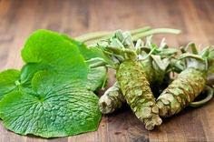 Wasabi Eutrema japonicum for planting in home garden